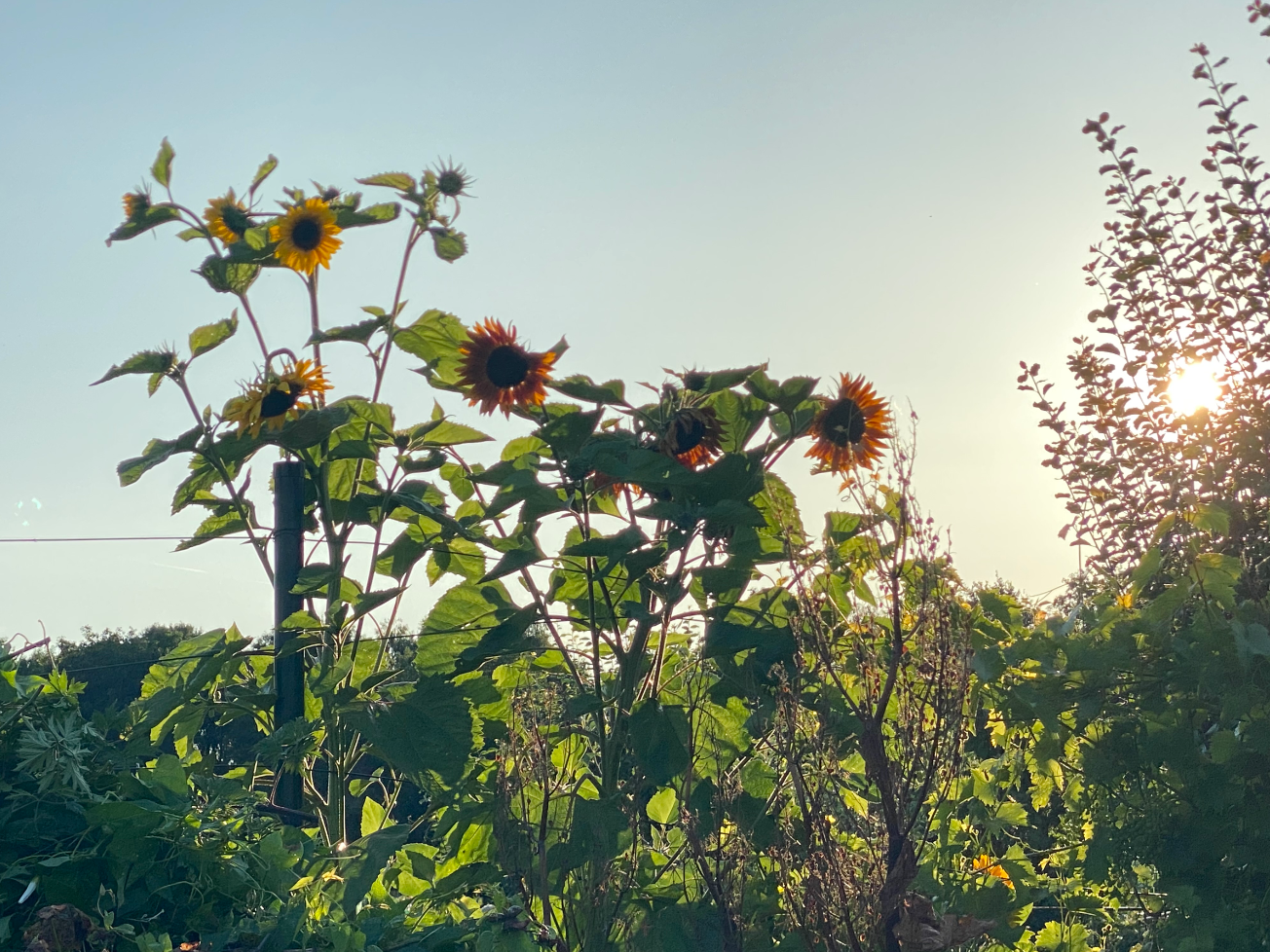 Is de zonnebloem een vaste plant