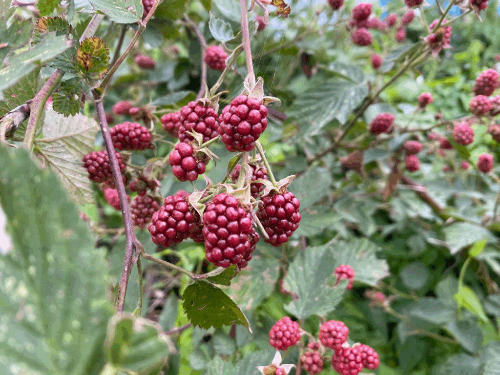 is een bramenstruik winterhard