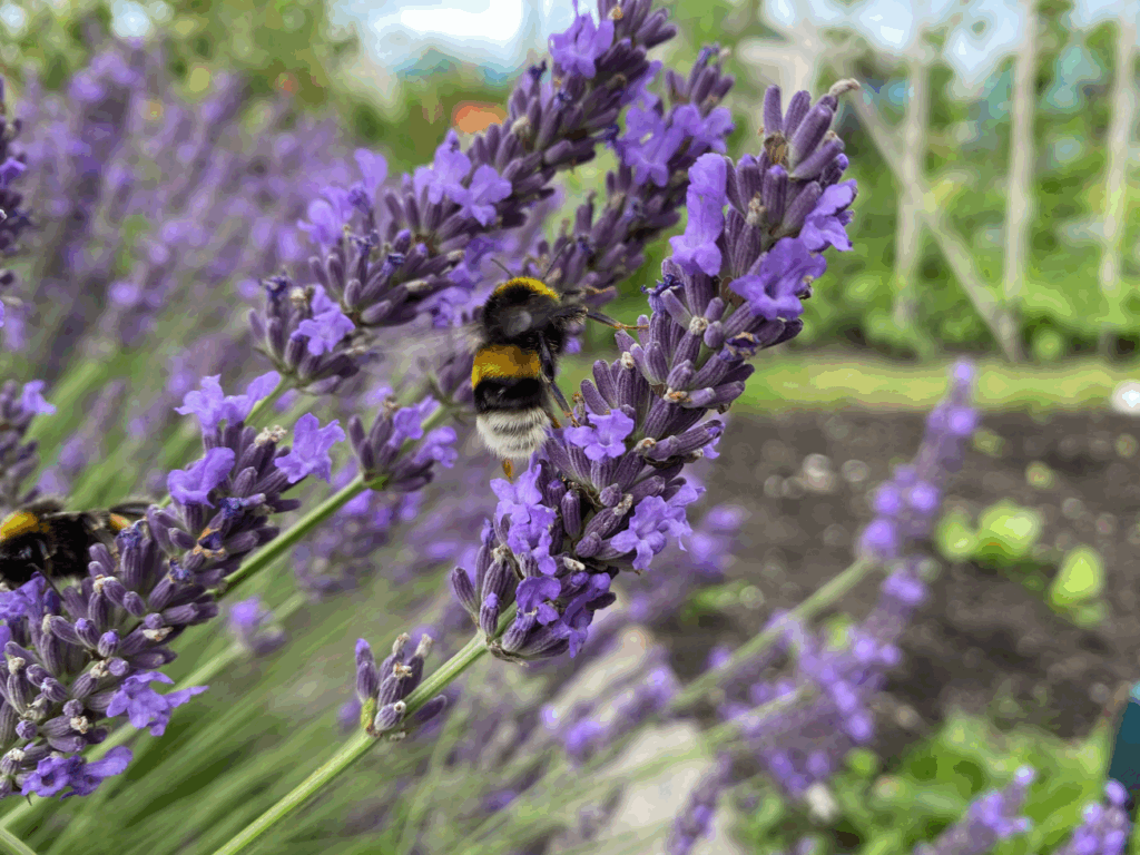 Is elke lavendel winterhard
