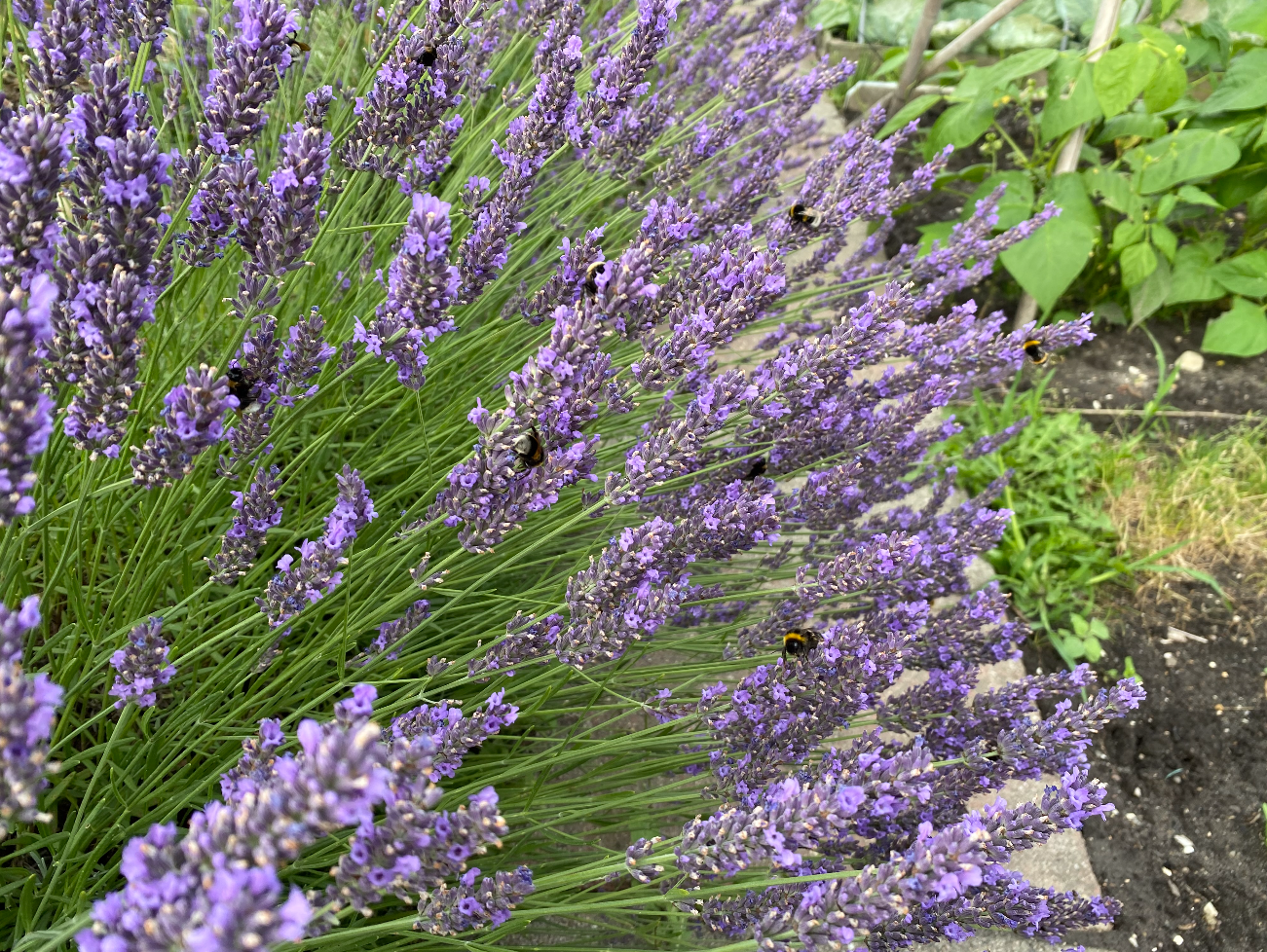 Is elke lavendel winterhard