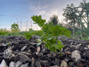 is knolselderij winterhard