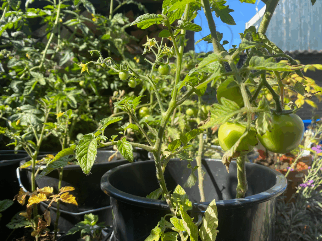 is tomaten kweken moeilijk