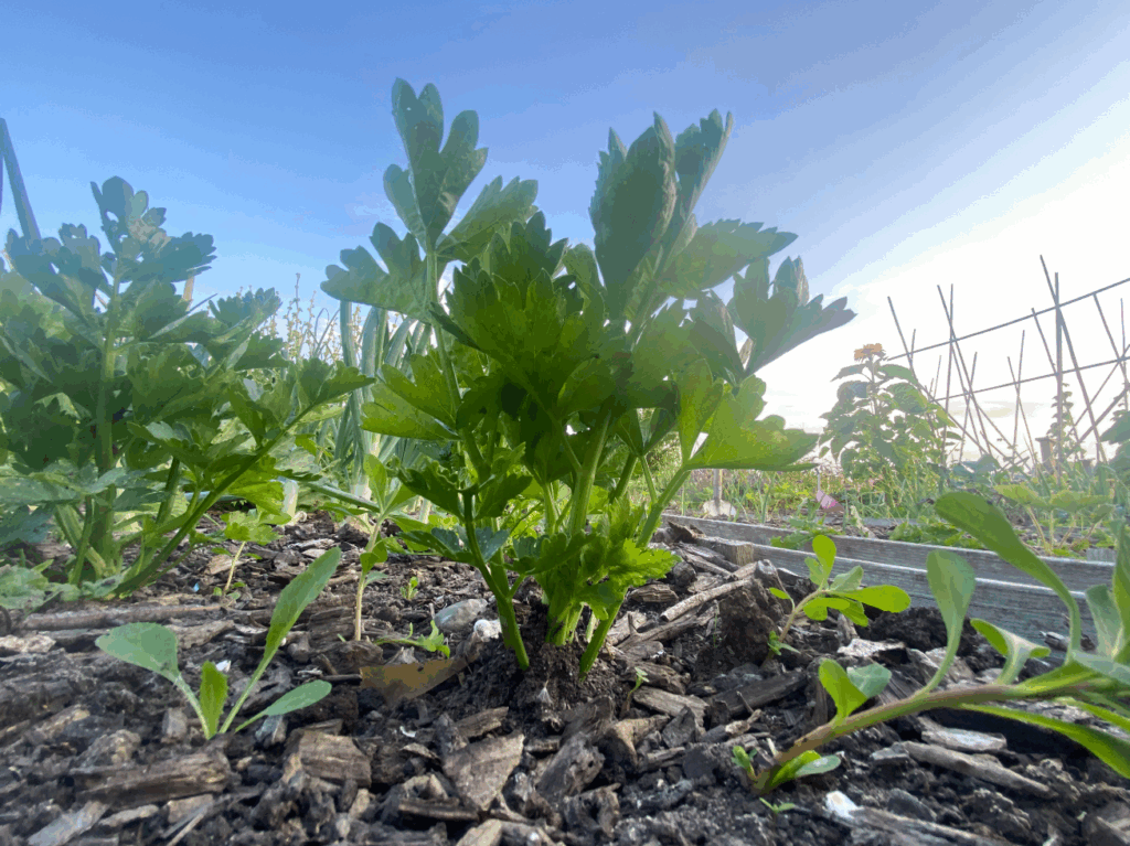 Kan ik het loof van knolselderij gebruiken