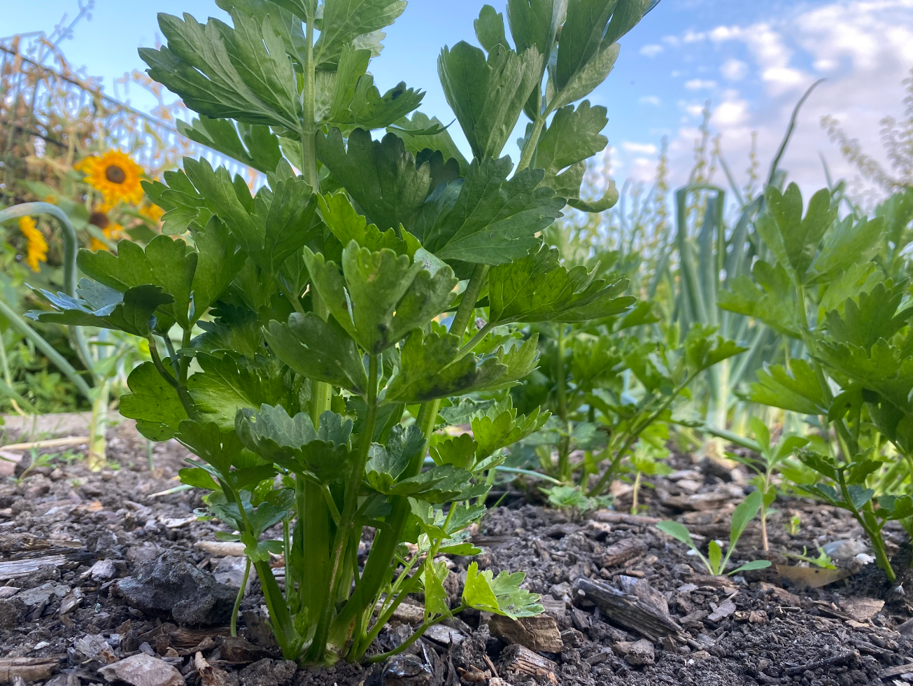 Kan ik het loof van knolselderij gebruiken