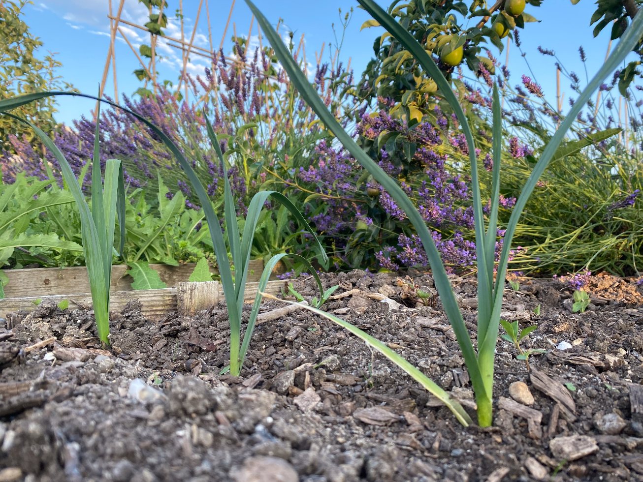Kan ik nog winterprei planten