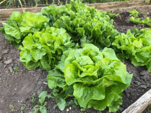 Kan ik sla in een moestuinbak planten
