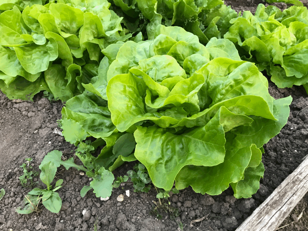 Kan ik sla in een moestuinbak planten