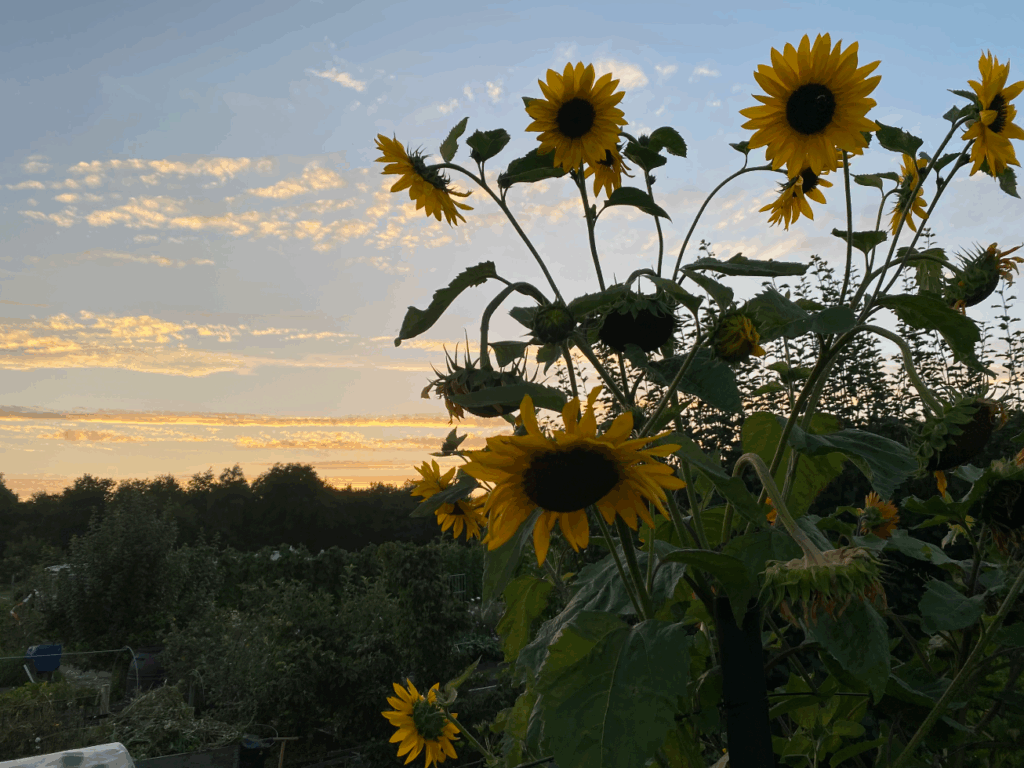 Kan ik zonnebloemen in augustus zaaien