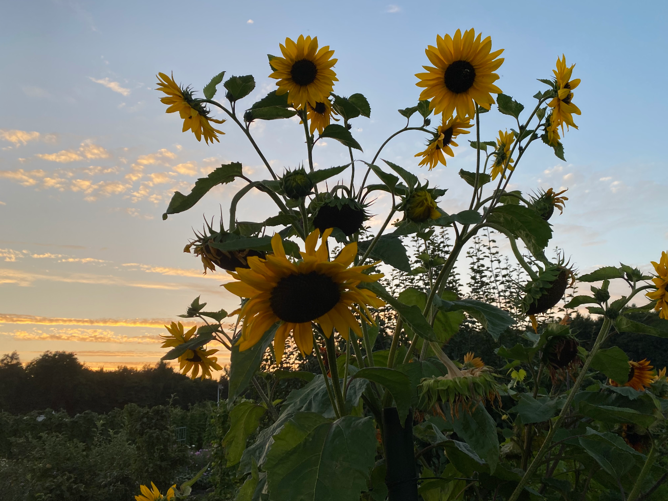 Kan ik zonnebloemen in augustus zaaien