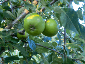 Kleine appelboom kopen