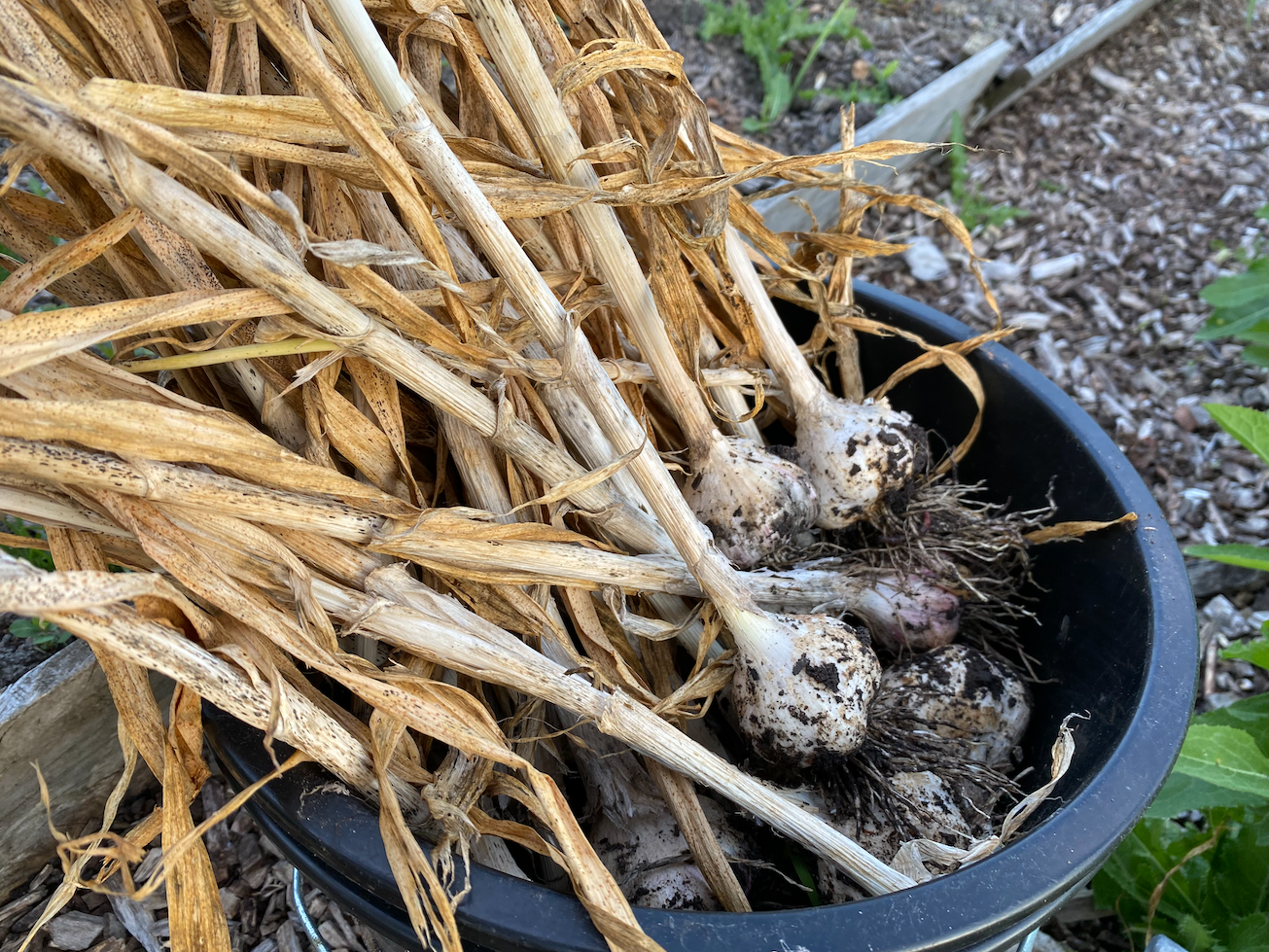 Knoflook in de moestuin