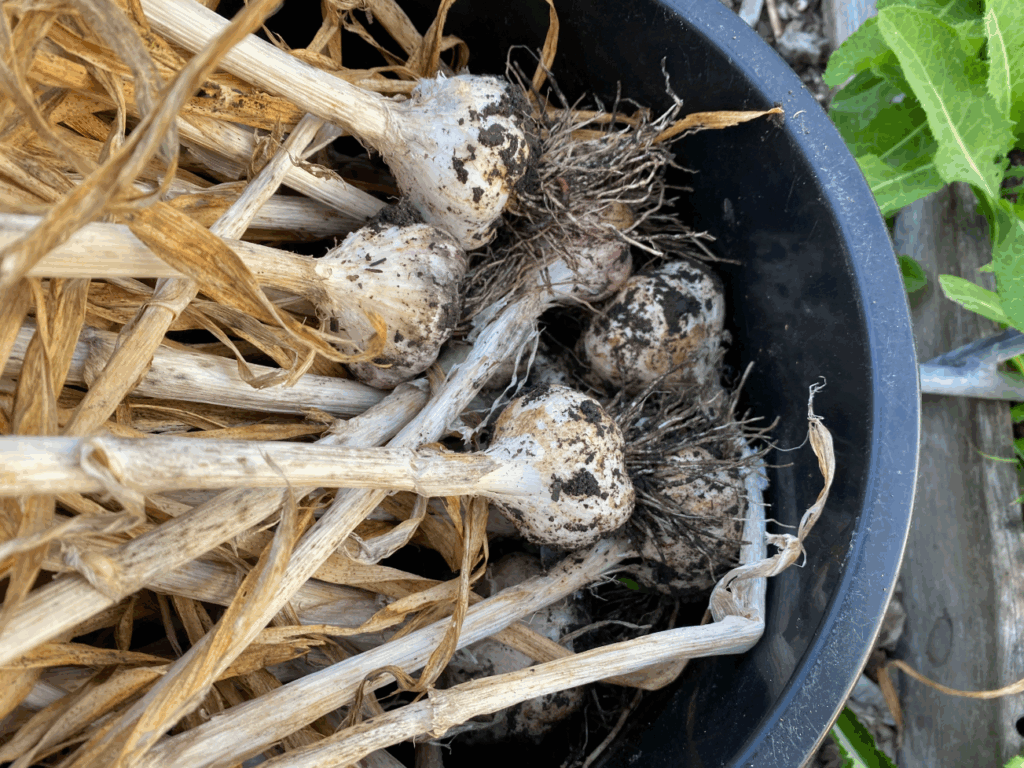 Knoflook in de moestuin