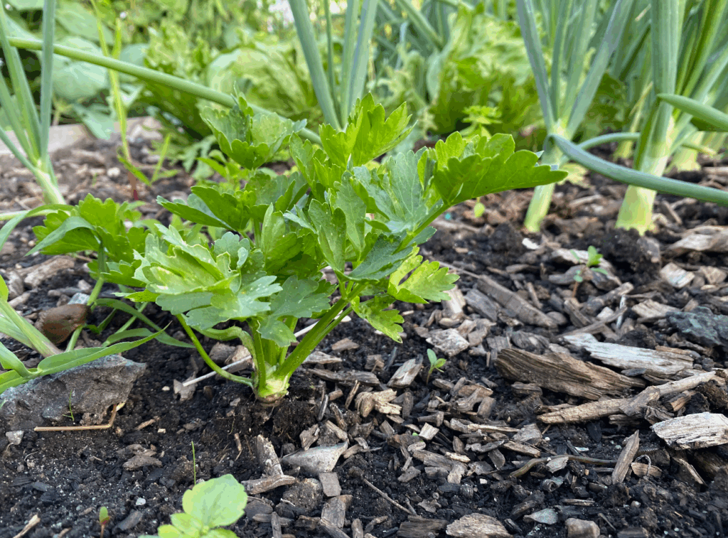 knolselderij in de moestuin
