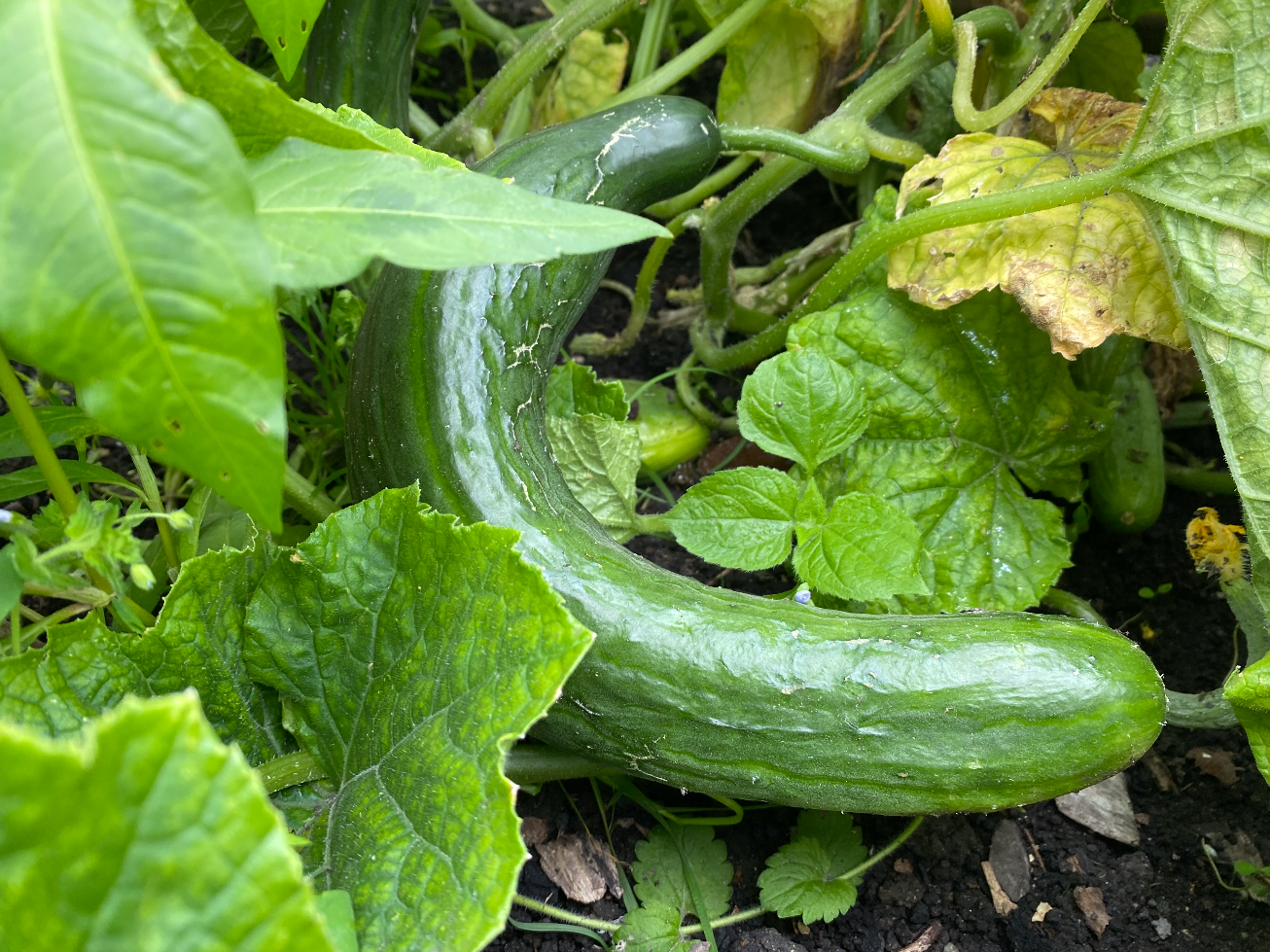 Komkommers groeien krom