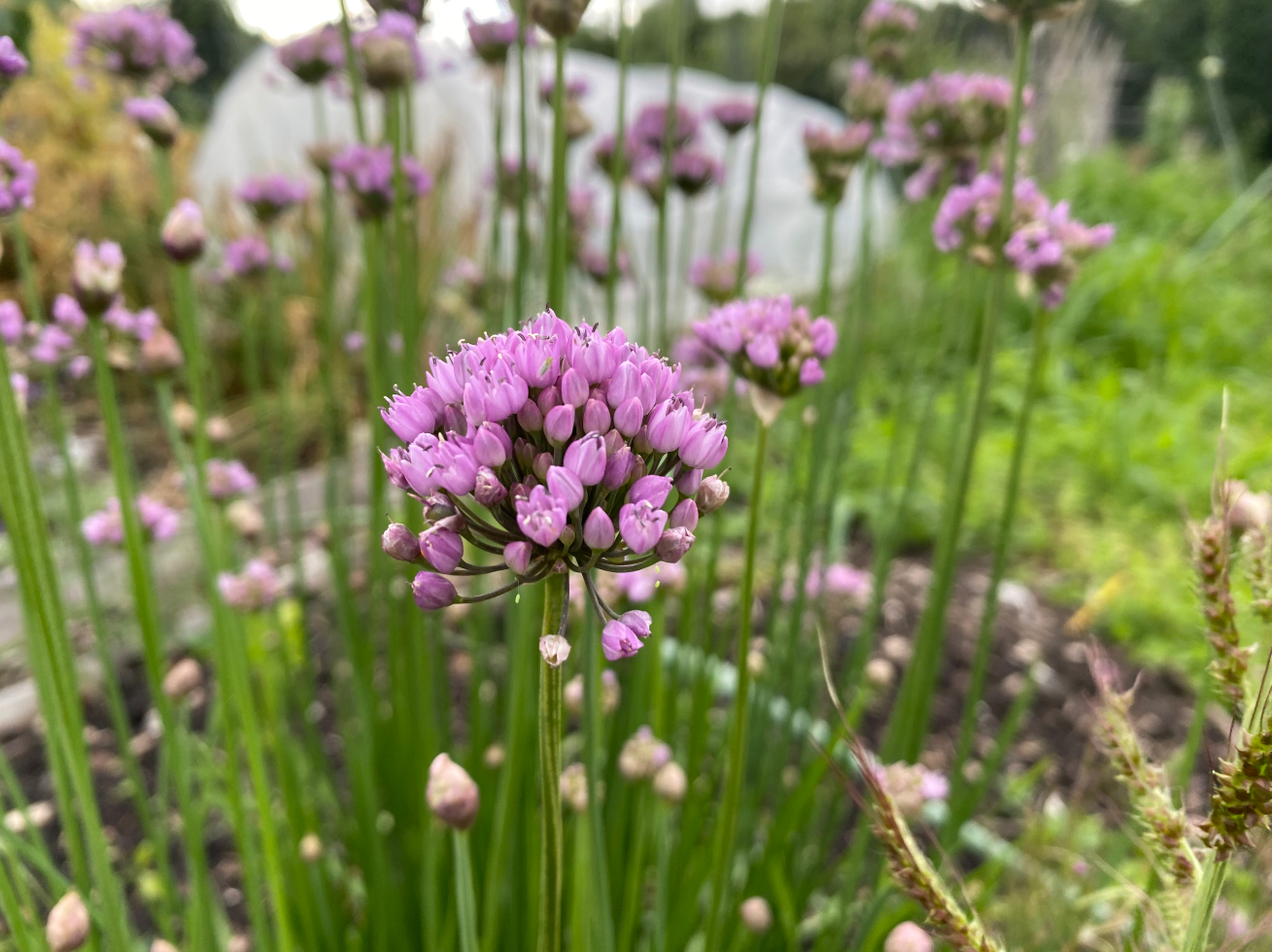 Kun je bieslookbloemen eten