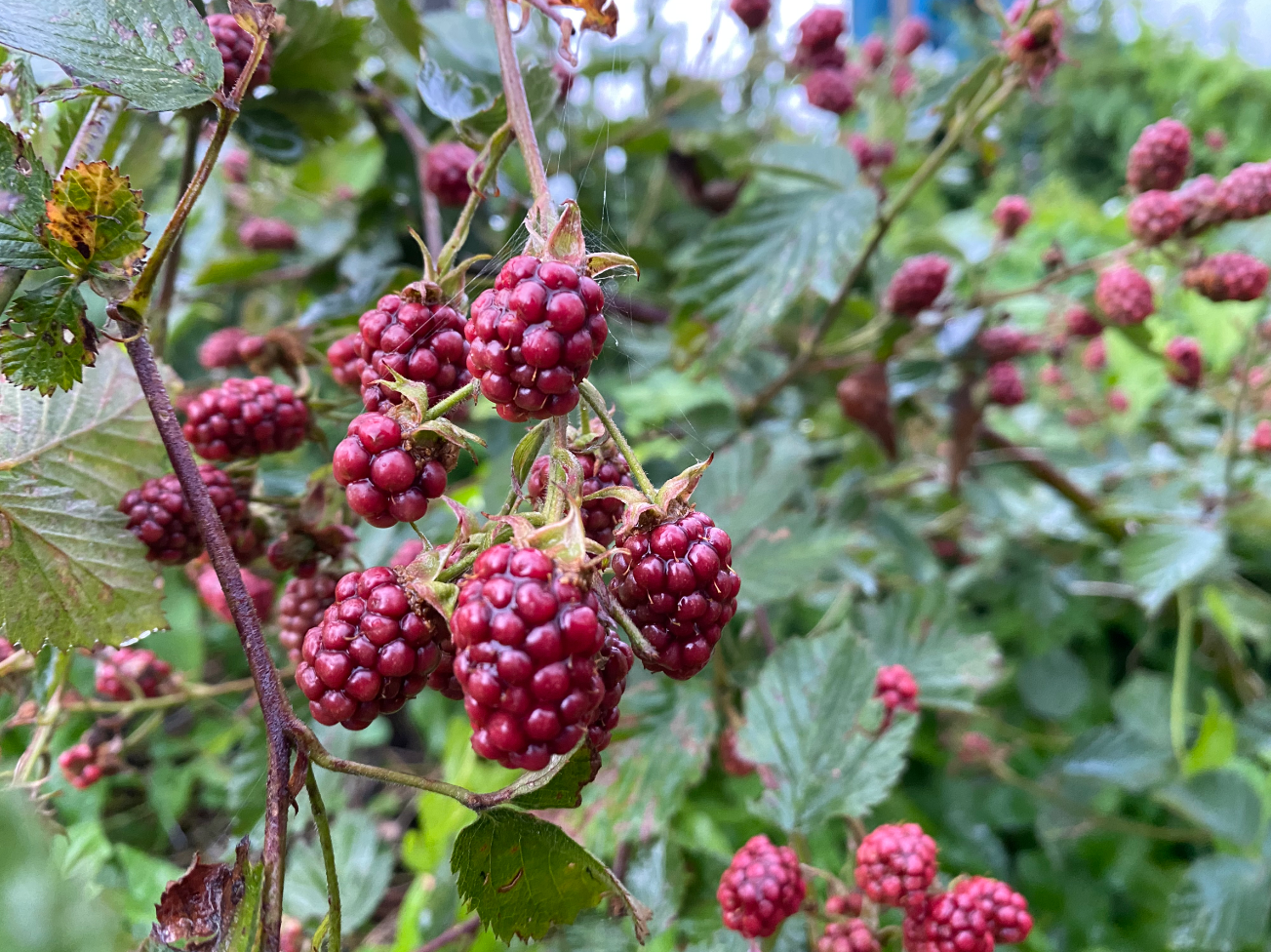 Kun je bramen uit eigen tuin eten?