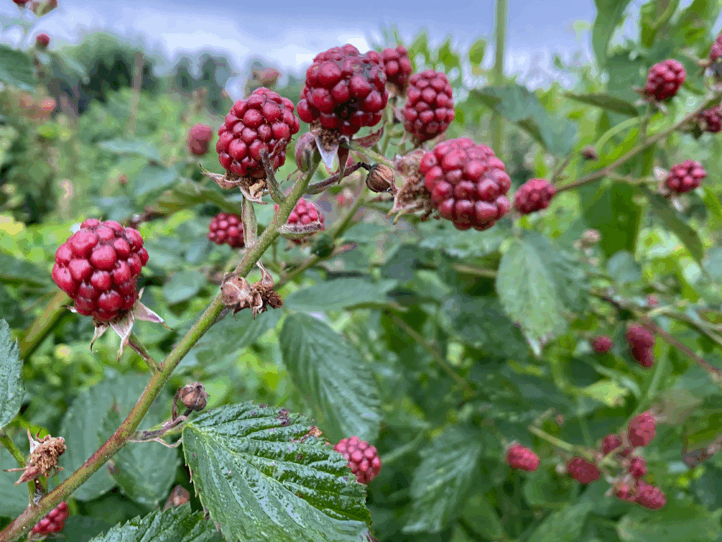Kun je bramen uit eigen tuin eten?