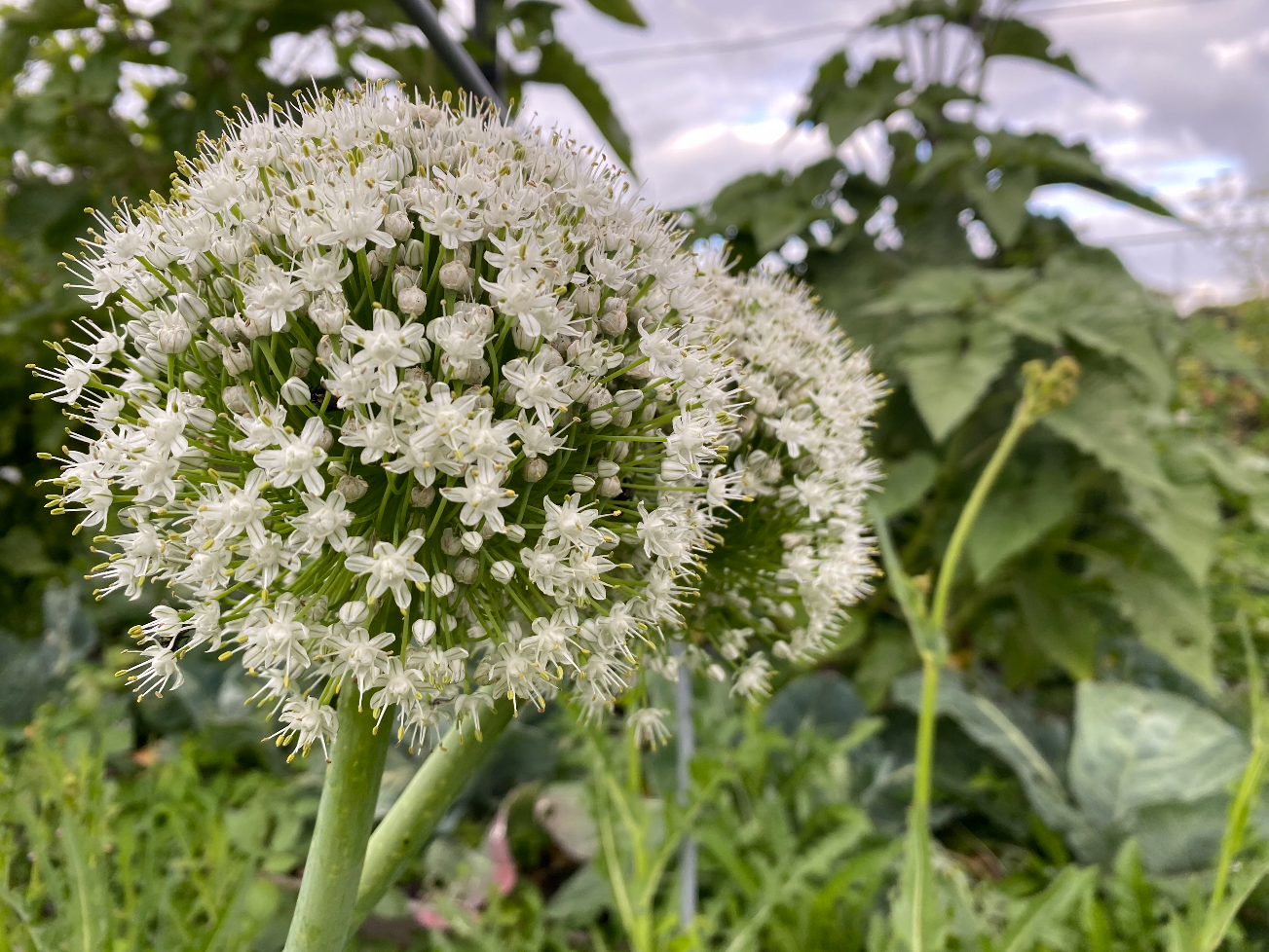 Kun je de bloem van een prei eten
