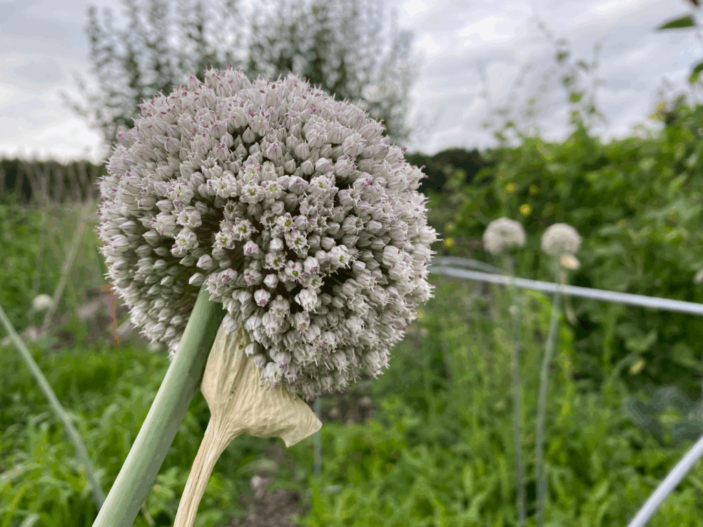Kun je de bloem van een prei eten