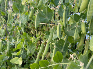 Kun je erwten zaaien in augustus