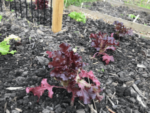 Kun je nog sla kweken in juli