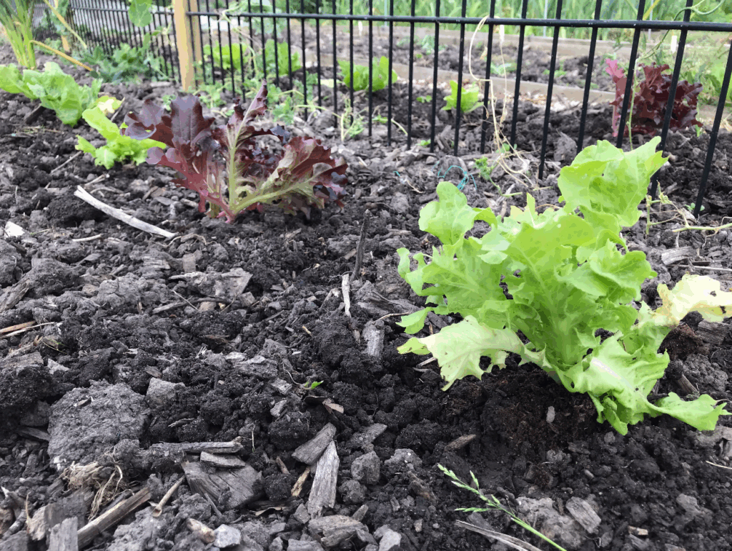 Kun je nog sla kweken in juli