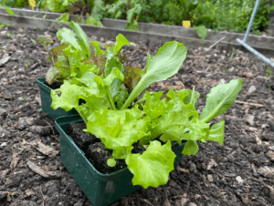 Kun je nog sla planten in augustus