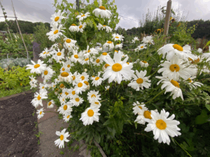 margrieten zaad kopen