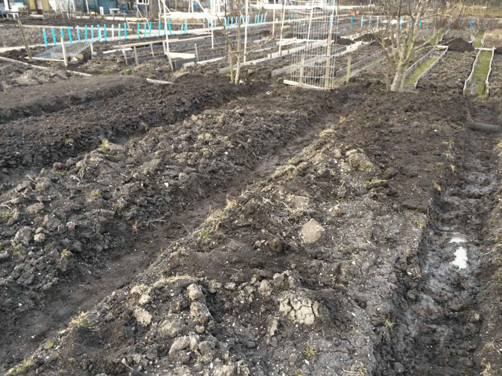 Moestuin aanleggen voor beginners