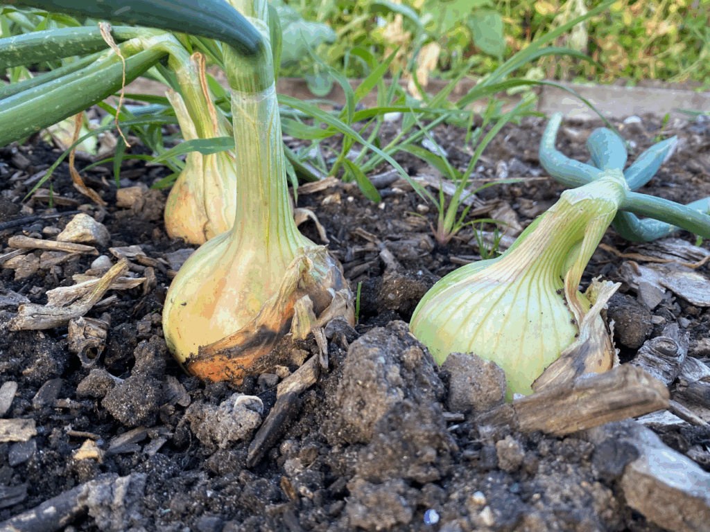 Moestuin zaden aanbieding