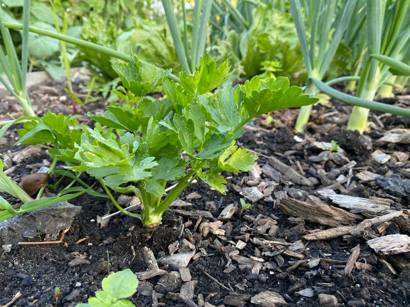Moestuin zaden aanbieding