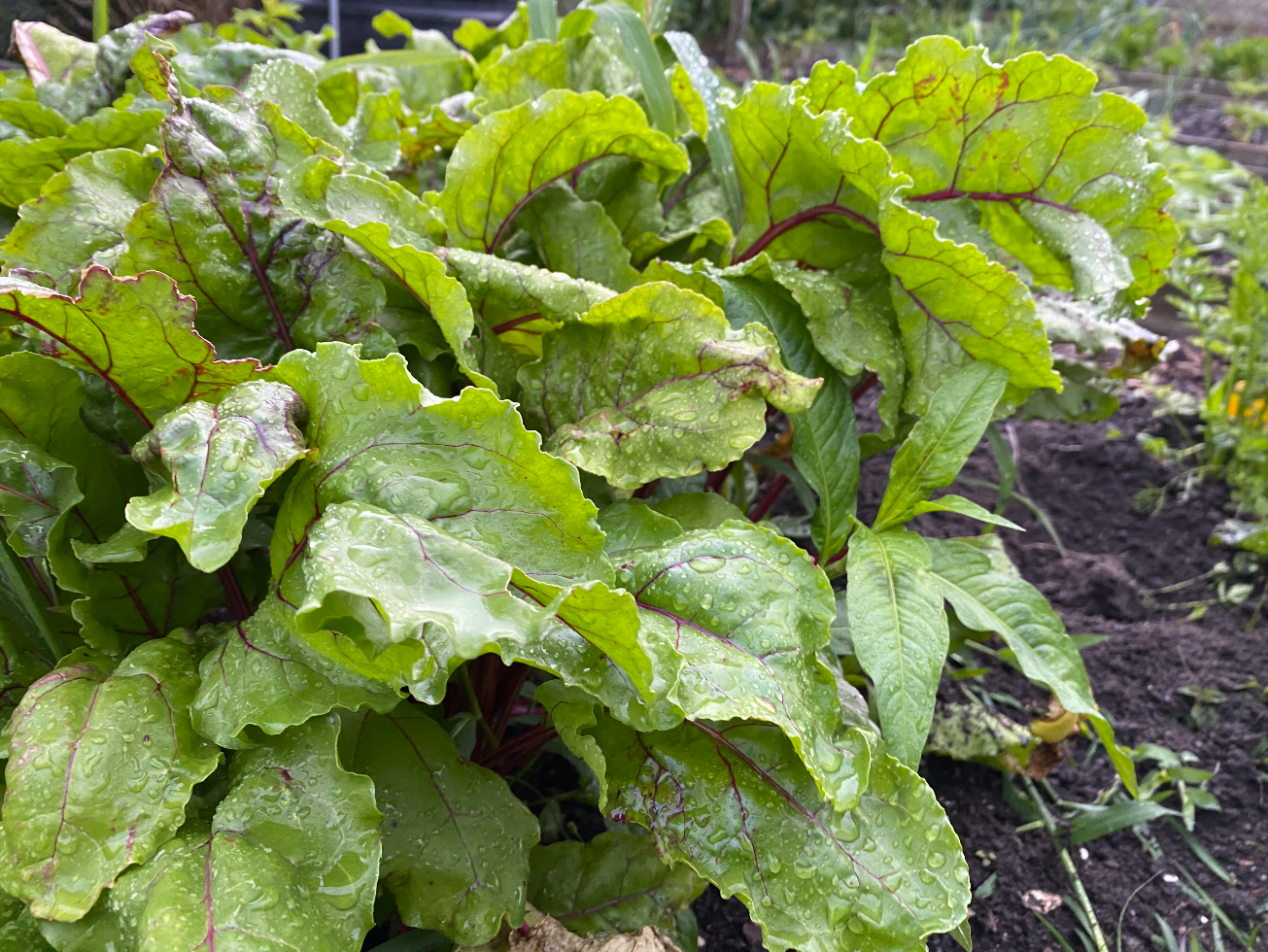 Moestuin zaden kopen