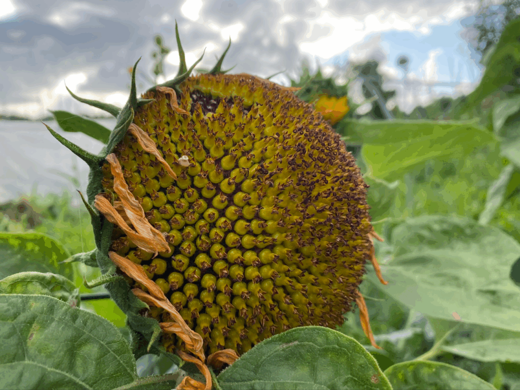 Moestuin zaden kopen