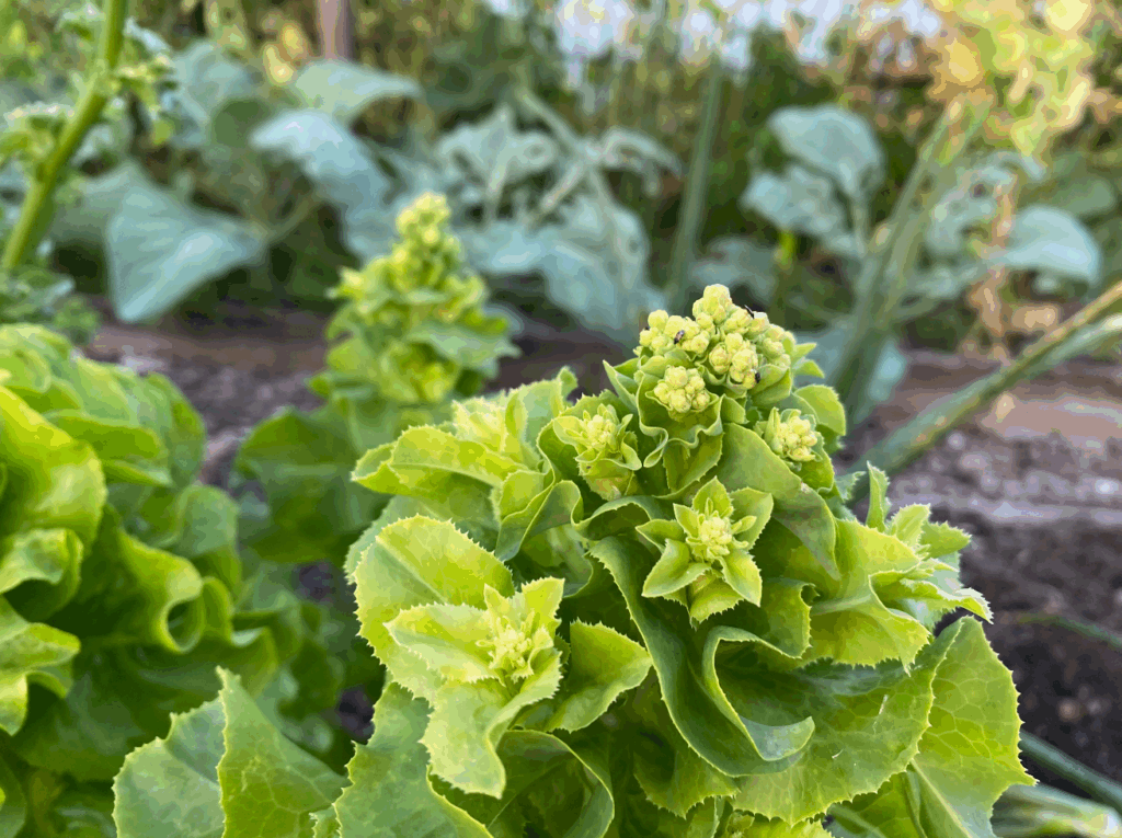 Moestuin zaden pakket