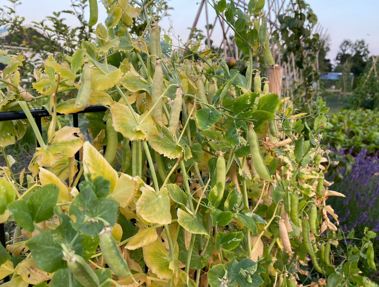 Moestuin zaden pakket