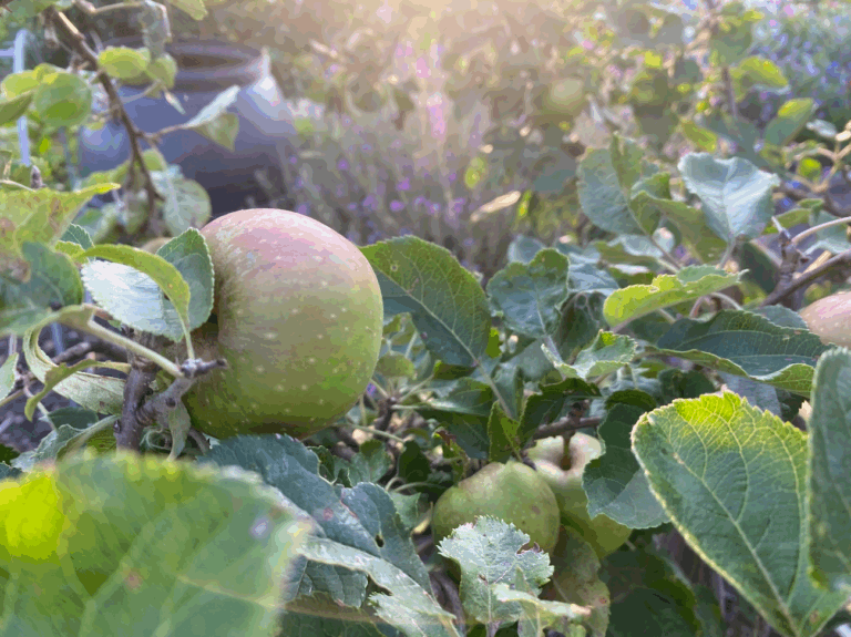 oude appelboom kopen