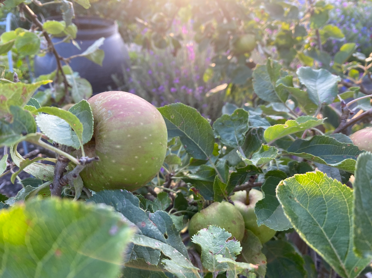 oude appelboom kopen