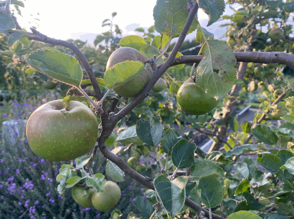 oude appelboom kopen