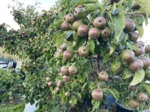 Perenboom Dieven