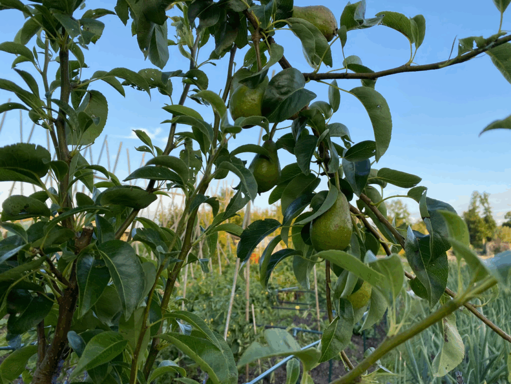perenboom kopen
