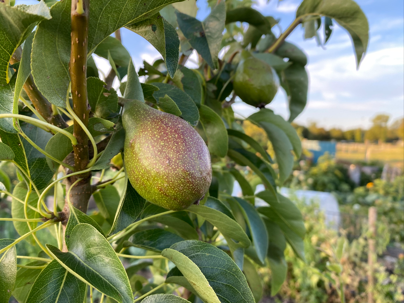 perenboom kopen