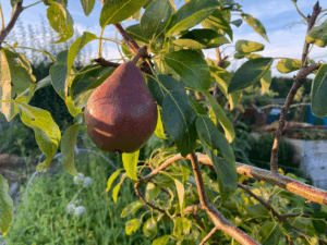 Perenboom kweken uit pit
