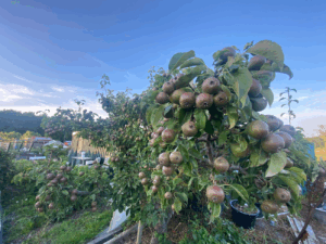 Perenboom kwekerij