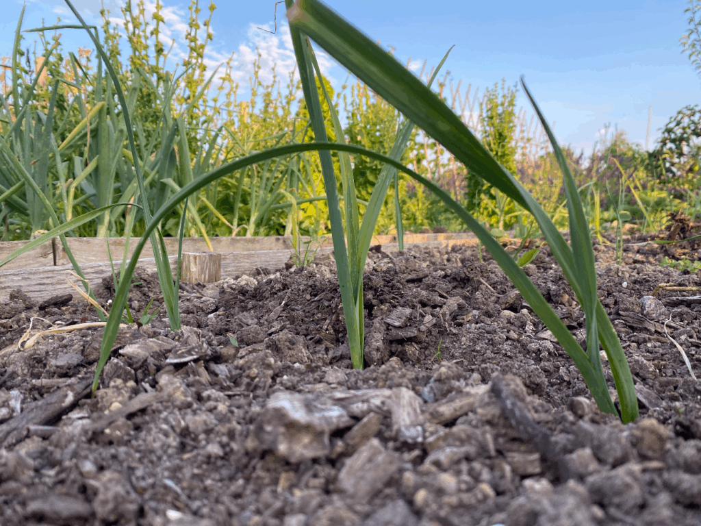 Preiplantjes kopen