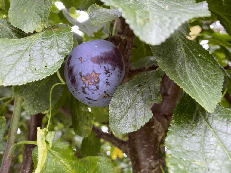 Pruimenboom bloeit niet