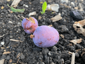 Pruimenboom laat pruimen vallen