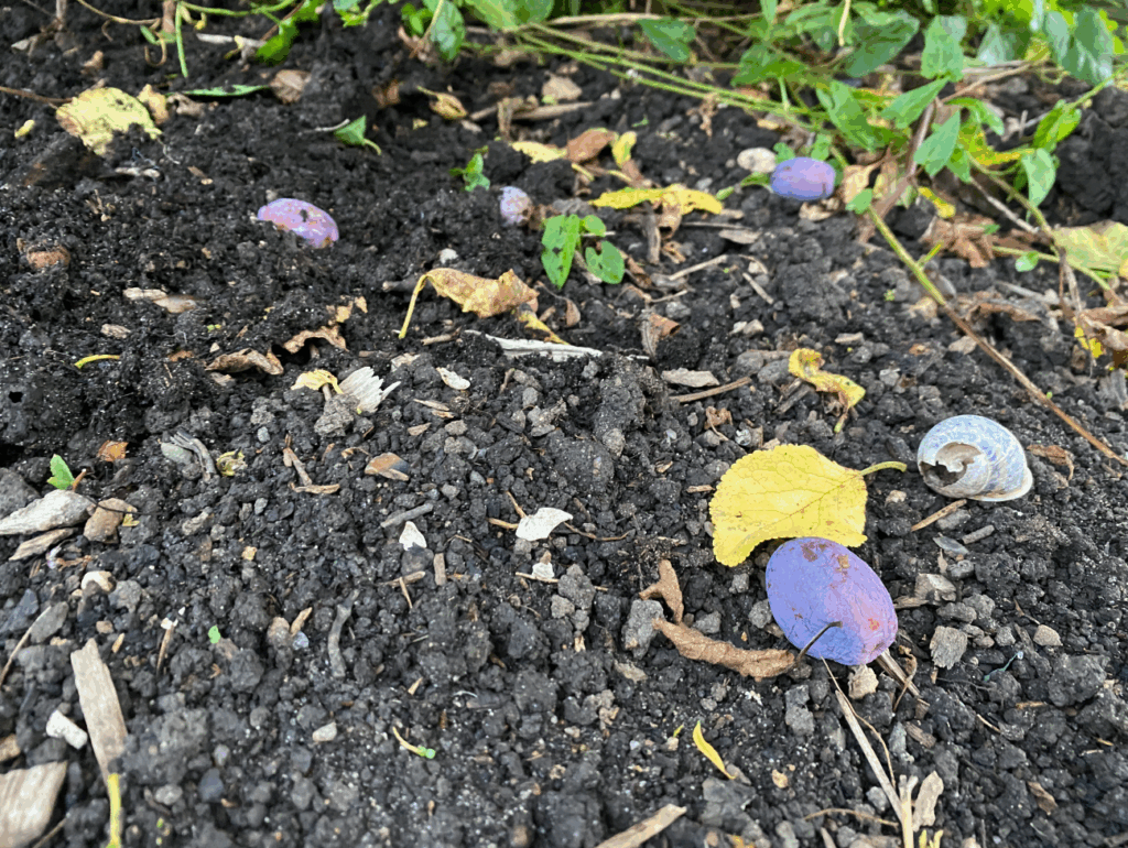 Pruimenboom laat pruimen vallen