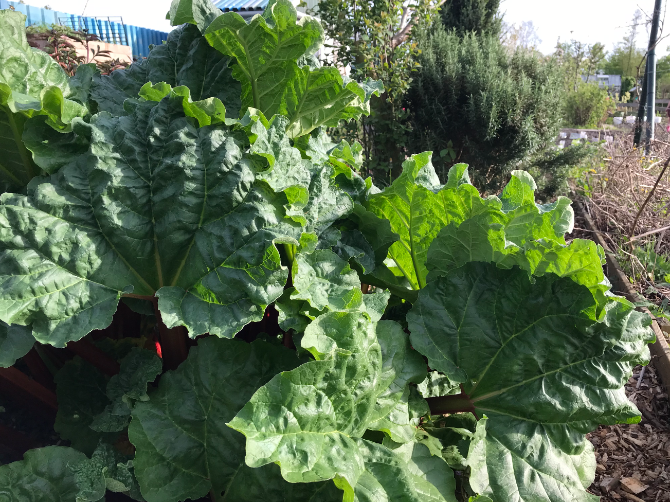 Rabarber kweken in pot