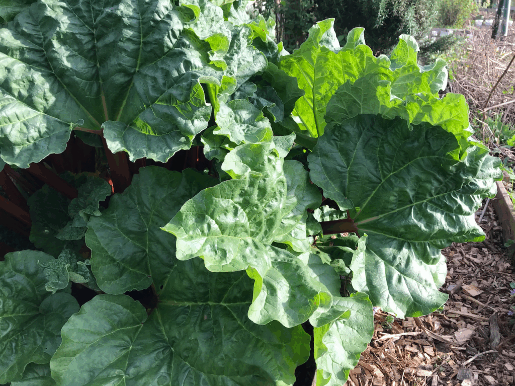 Rabarber kweken in pot