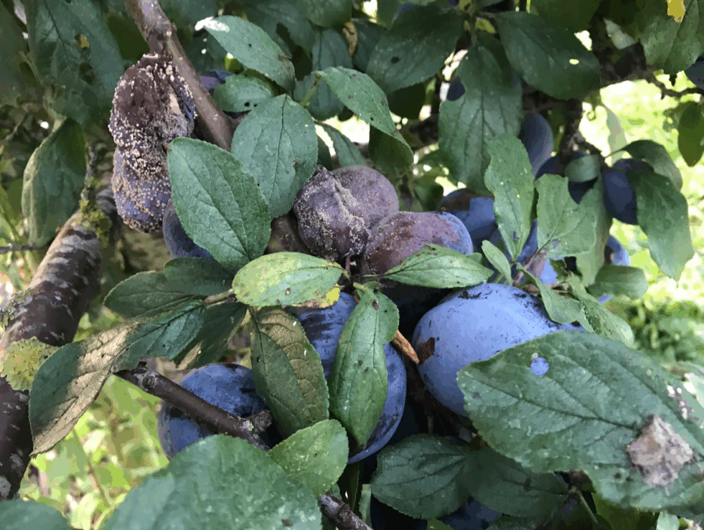 Schimmels op pruimen